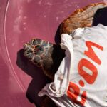 Eolie, allarme tartarughe marine